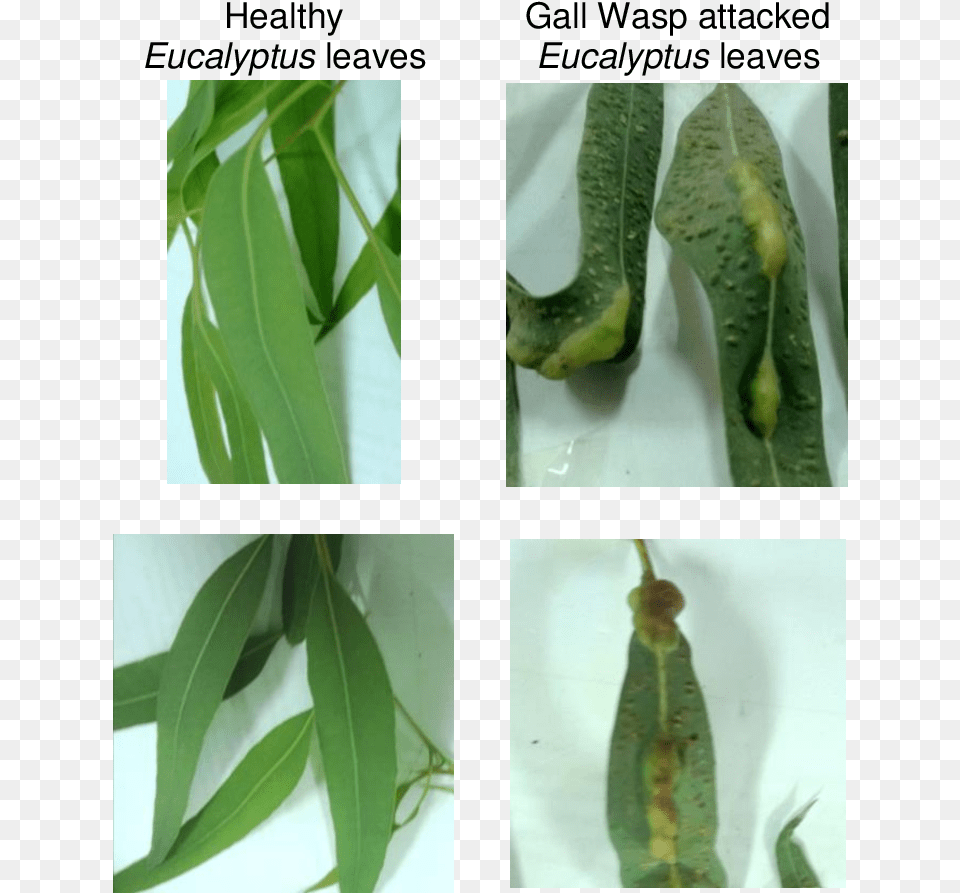 Eucalyptus Camaldulensis Leaves Eucalyptus Gall Wasp, Art, Collage, Vegetation, Leaf Png