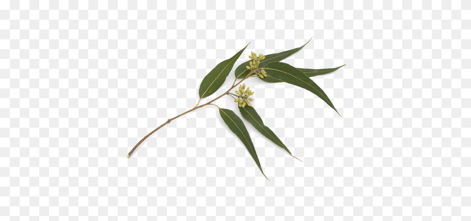 Eucalyptus Citriodora, Leaf, Plant, Tree, Herbal Free Png Download