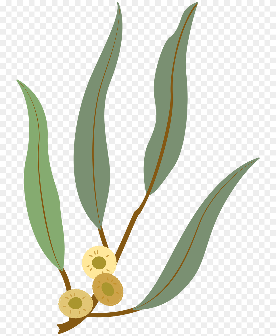 Eucalyptus Clipart, Leaf, Plant, Grass, Flower Png
