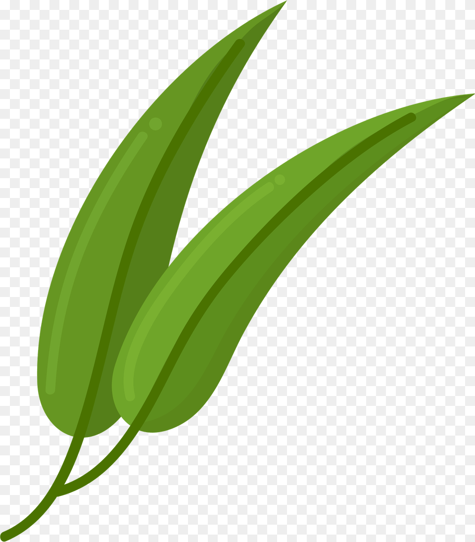 Eucalyptus Clipart, Green, Leaf, Plant, Grass Free Png