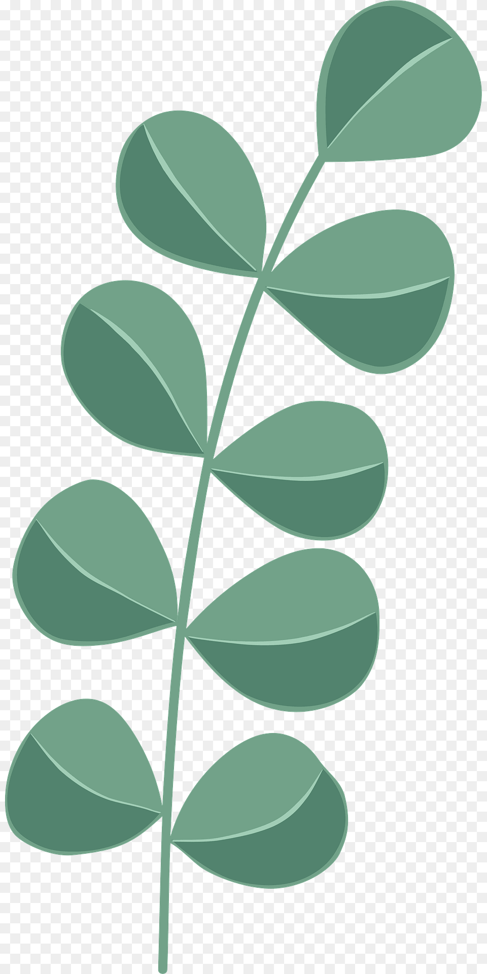 Eucalyptus Clipart, Herbal, Herbs, Leaf, Plant Png Image