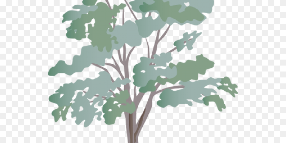 Eucalyptus Clipart Eucalyptus Tree Clipart, Oak, Plant, Sycamore, Art Free Png Download