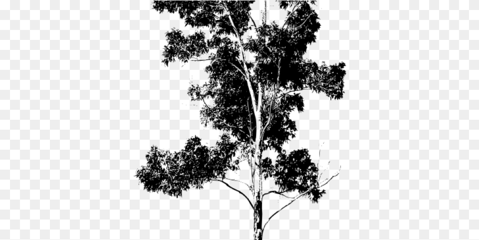 Eucalyptus Clipart Gum Tree Silueta Arbol En, Gray Free Transparent Png