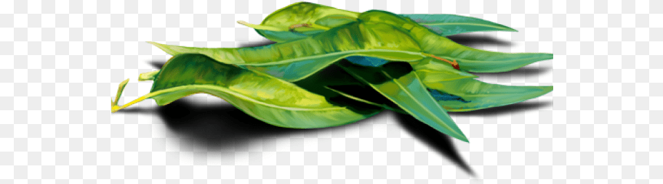 Eucalyptus Clipart Transparent Herbaceous Plant, Leaf, Green, Animal, Fish Free Png