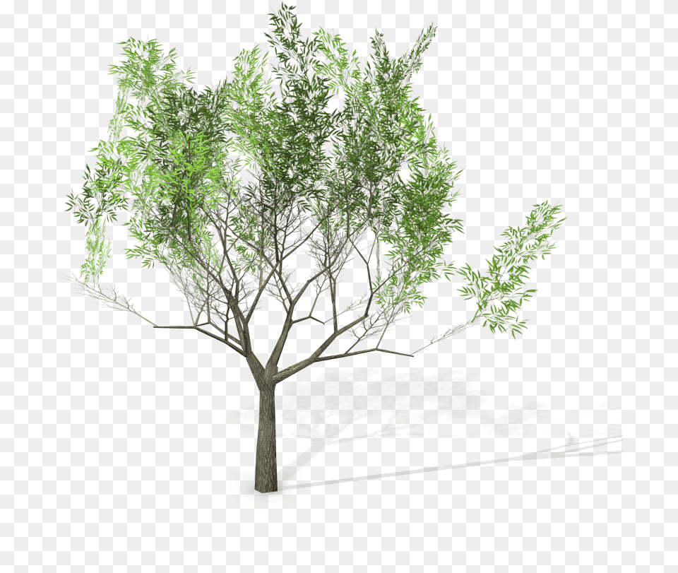 Eucalyptus Crebra Tree Royalty 3d Model Mexican Pinyon, Conifer, Plant, Potted Plant, Tree Trunk Free Png Download