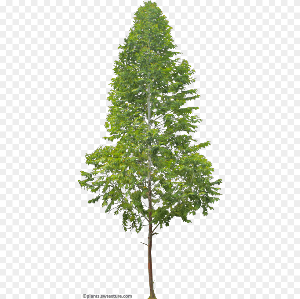 Eucalyptus Deglupta Transparent Background Tree, Conifer, Plant, Fir Free Png