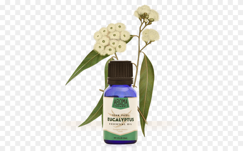 Eucalyptus Essential Oil Aroma Foundry, Herbal, Herbs, Plant, Flower Free Png