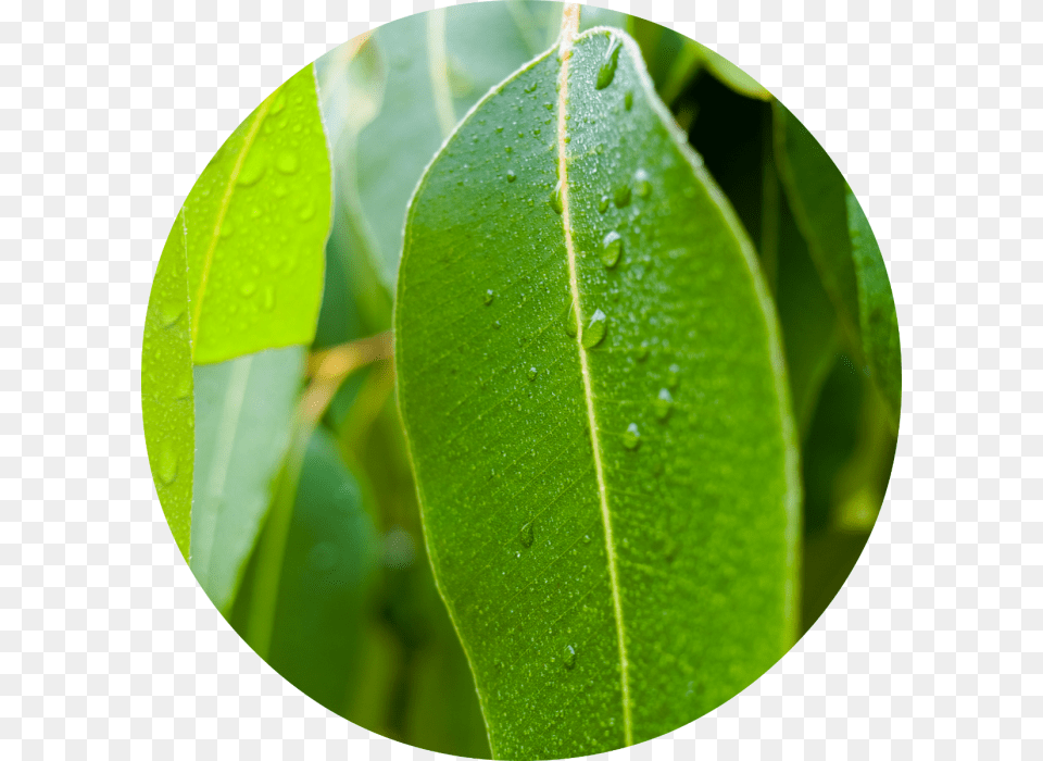 Eucalyptus Essential Oil Leaves, Leaf, Plant, Tree, Droplet Png Image