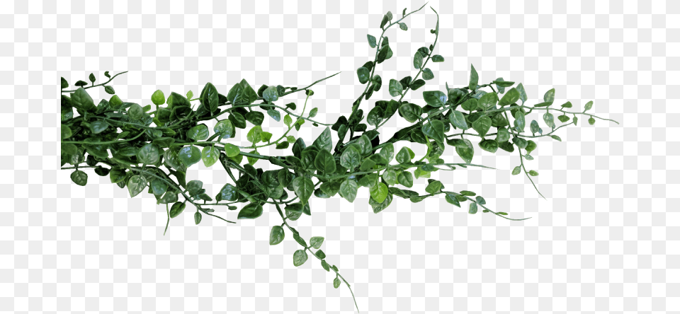 Eucalyptus Garland Background Eucalyptus, Leaf, Plant, Vine, Herbal Png Image