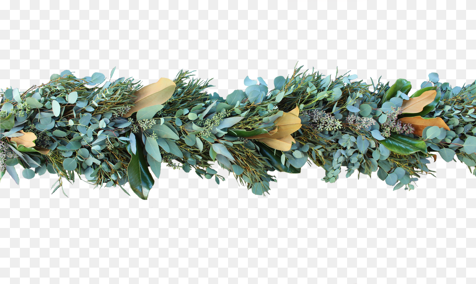 Eucalyptus Garland Sitka Spruce, Herbal, Herbs, Leaf, Plant Free Png