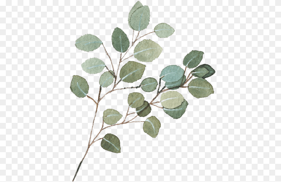 Eucalyptus Garland Transparent Background Eucalyptus Branch, Leaf, Plant, Grass, Herbal Png Image