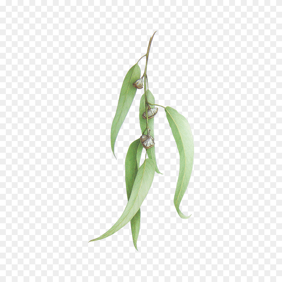 Eucalyptus Globulus, Flower, Leaf, Plant, Tree Png Image