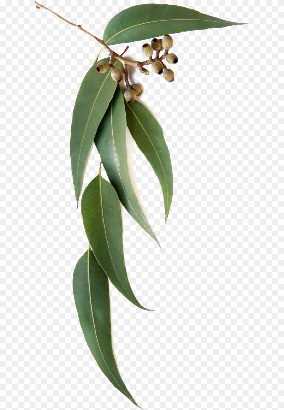 Eucalyptus Globulus Eucalyptus Leaves, Leaf, Plant, Tree, Annonaceae Free Png