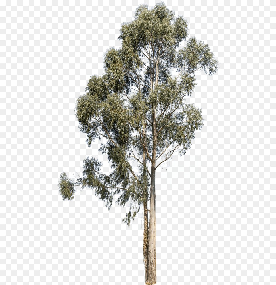 Eucalyptus Globulus Eucalyptus Tree, Plant, Tree Trunk, Oak, Sycamore Free Transparent Png