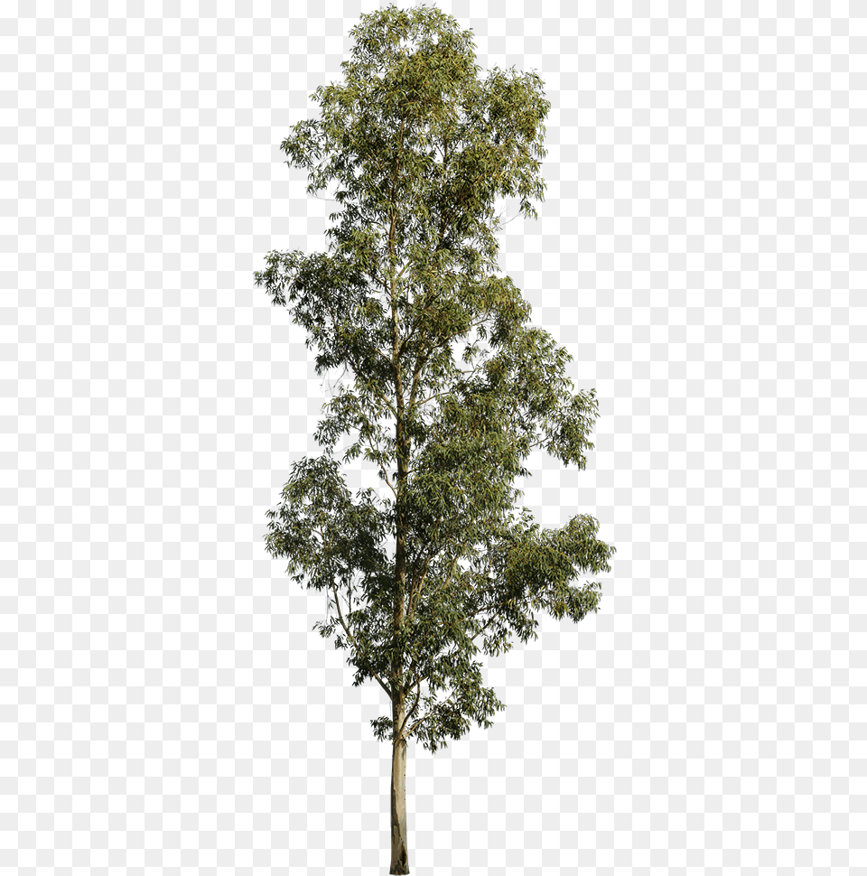 Eucalyptus Globulus Ii Transparent Eucalyptus Tree, Oak, Plant, Sycamore, Tree Trunk Free Png Download