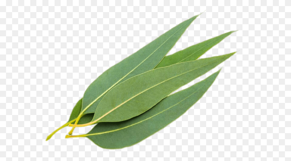 Eucalyptus Leaves, Leaf, Plant, Tree Free Png Download