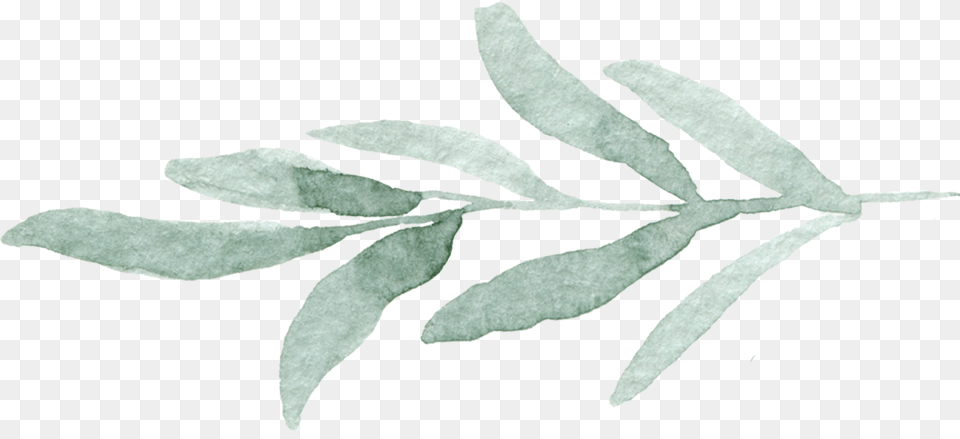 Eucalyptus Leaves, Herbal, Herbs, Leaf, Plant Png Image