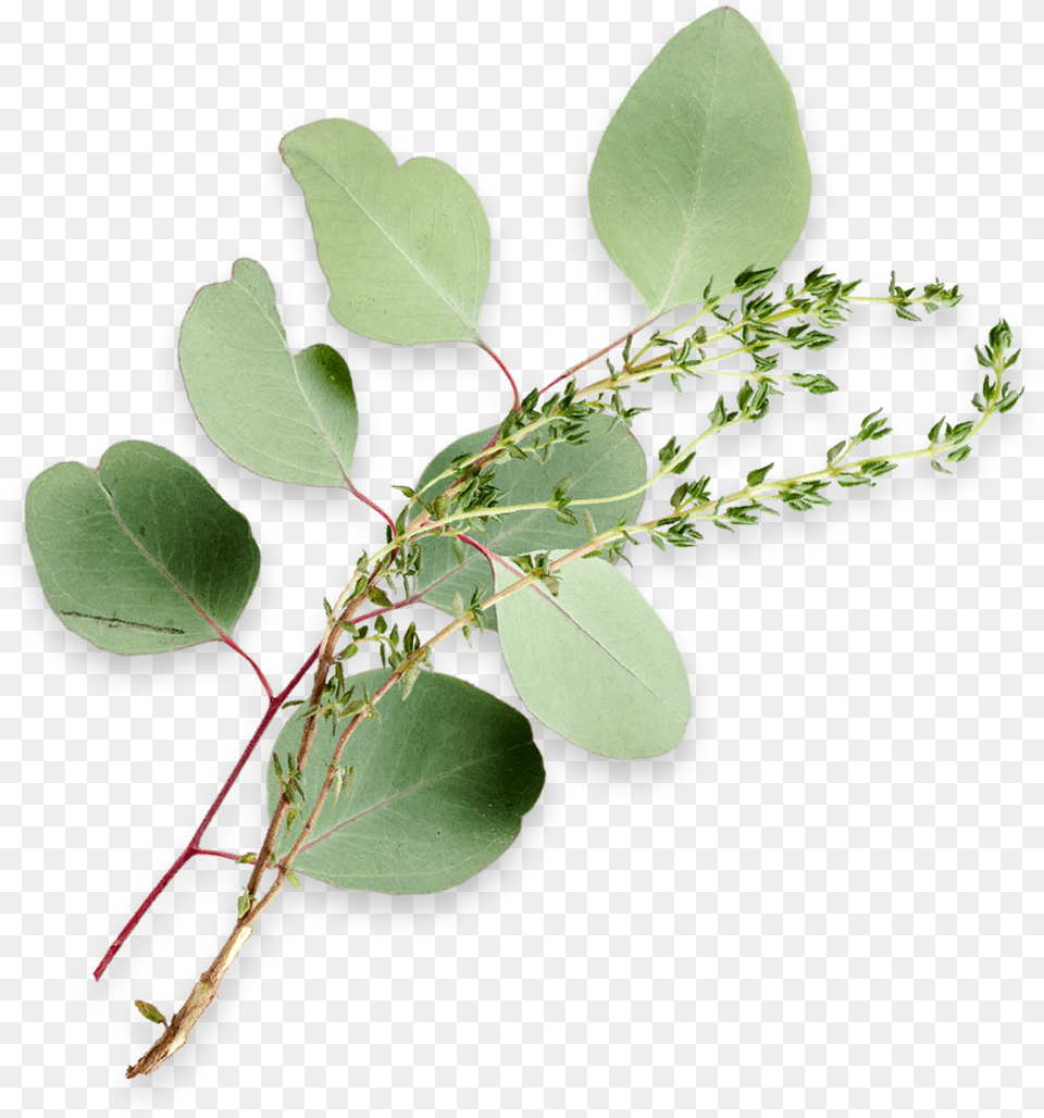 Eucalyptus Leaves And A Sprig Of Thyme Maidenhair Tree, Herbal, Herbs, Leaf, Plant Png Image