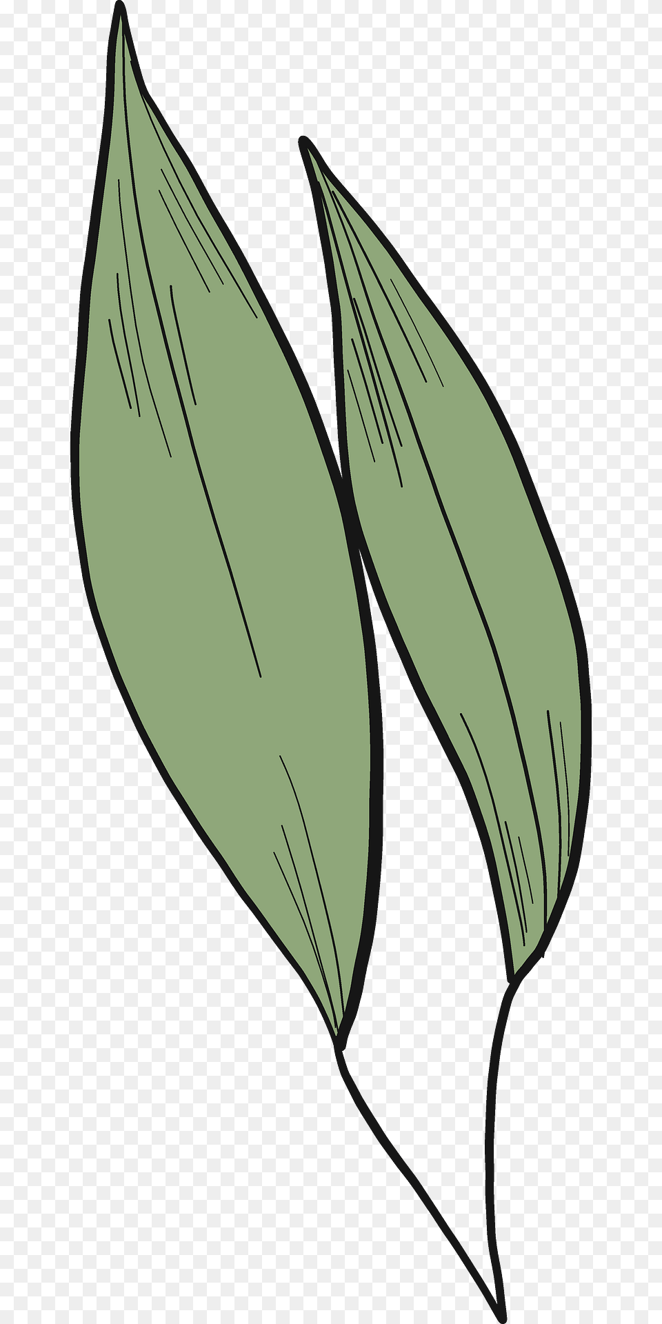 Eucalyptus Leaves Clipart, Leaf, Plant, Flower, Petal Free Transparent Png