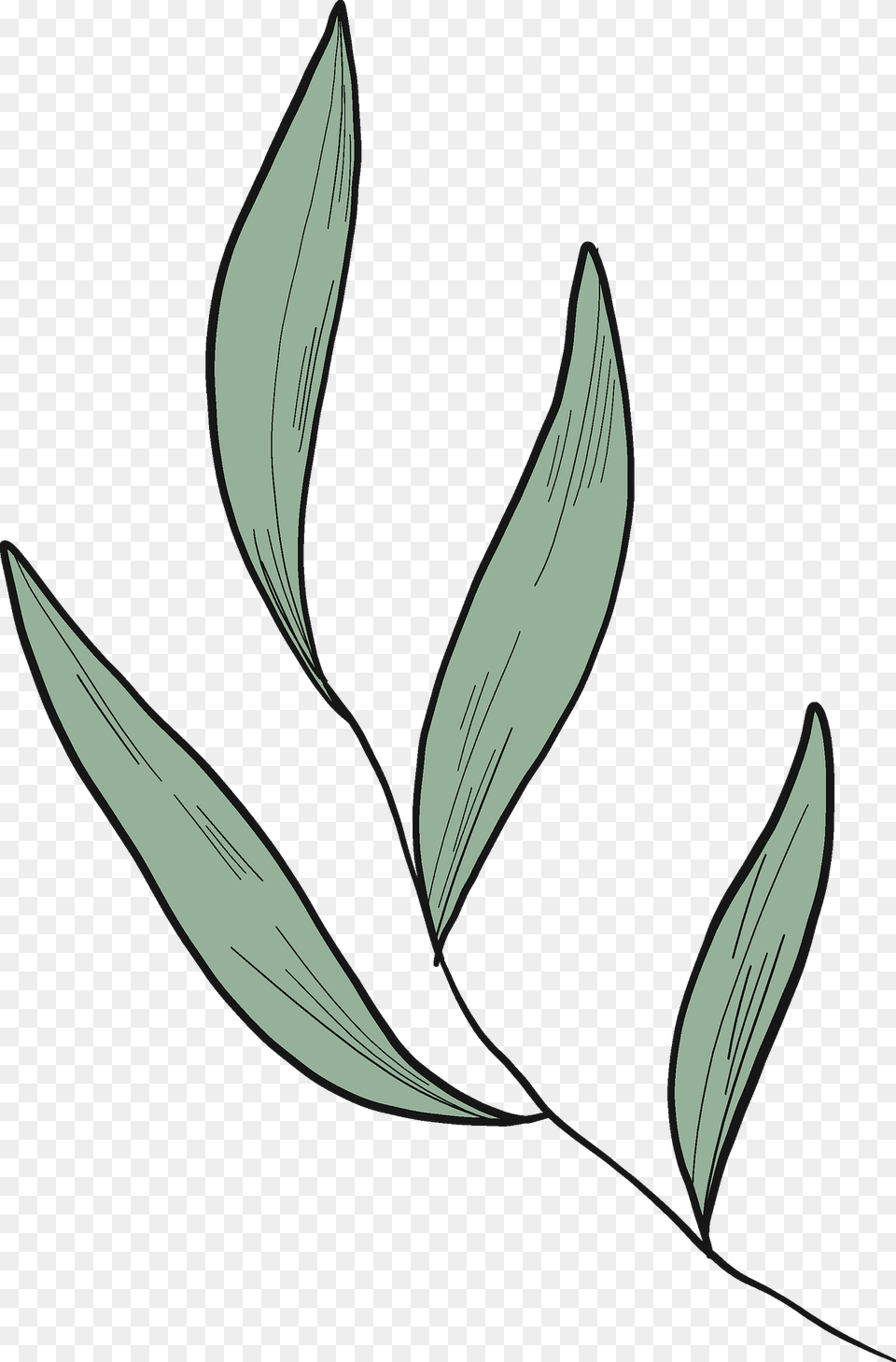 Eucalyptus Leaves Clipart, Leaf, Plant, Pattern, Art Png Image