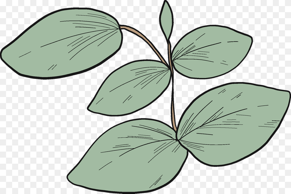 Eucalyptus Leaves Clipart, Leaf, Plant, Annonaceae, Tree Free Png
