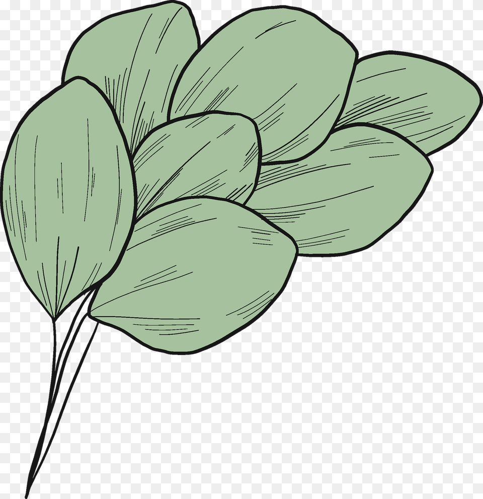 Eucalyptus Leaves Clipart, Art, Leaf, Plant, Drawing Png