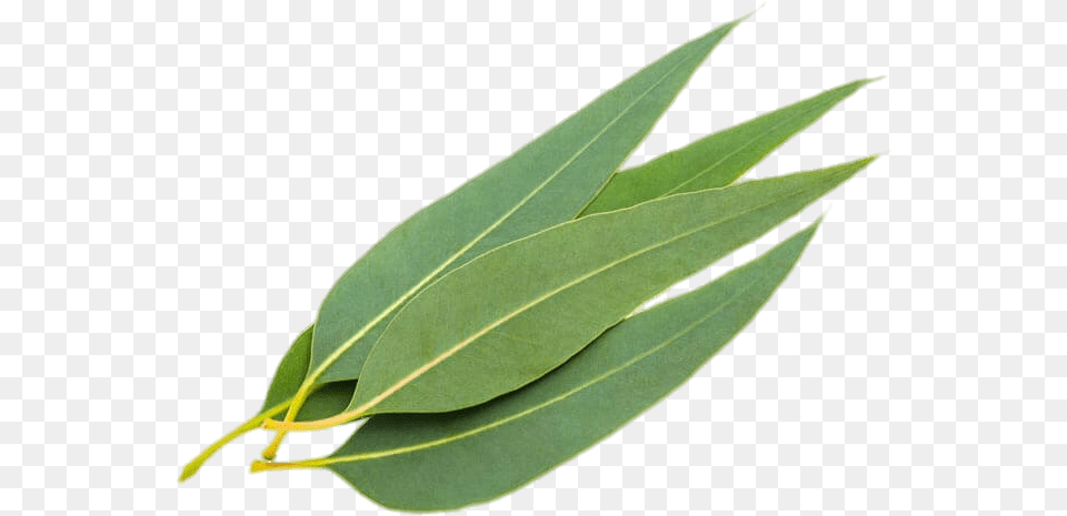 Eucalyptus Leaves Eucalyptus Leaves, Leaf, Plant, Tree Free Png Download