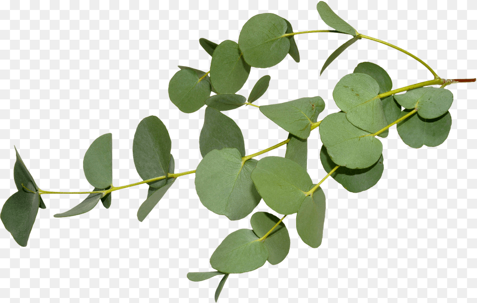Eucalyptus Leaves Eucalyptus Leaves Free Png