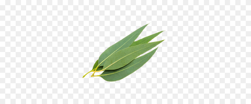 Eucalyptus Leaves Transparent, Herbal, Herbs, Leaf, Plant Free Png