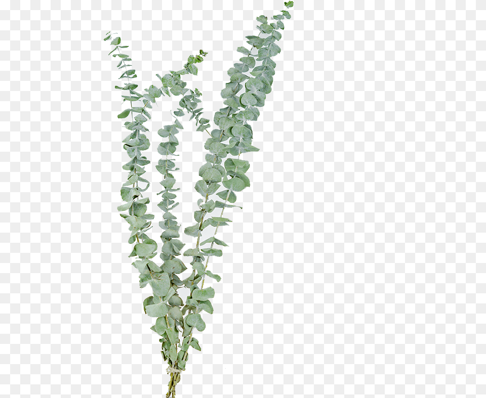 Eucalyptus Leaves Transparent Dried Flowers, Leaf, Plant, Vine, Flower Free Png