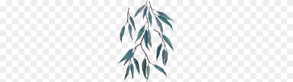 Eucalyptus Leaves Tropical Plants Botanical Leaf N, Tree, Plant, Fish, Annonaceae Free Transparent Png