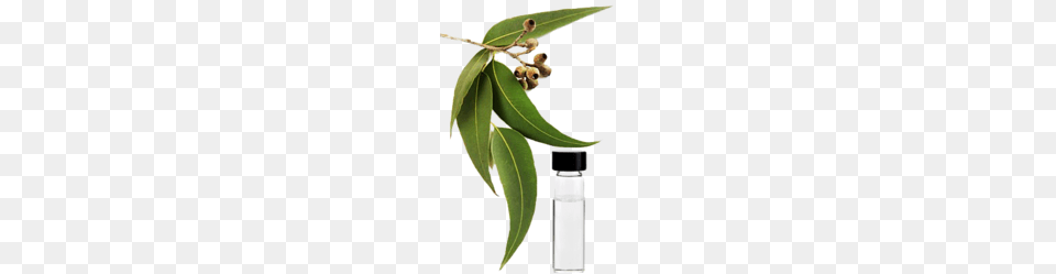 Eucalyptus Oil Essential Oil Wadala Mumbai Aromex Industry, Herbal, Herbs, Leaf, Plant Png
