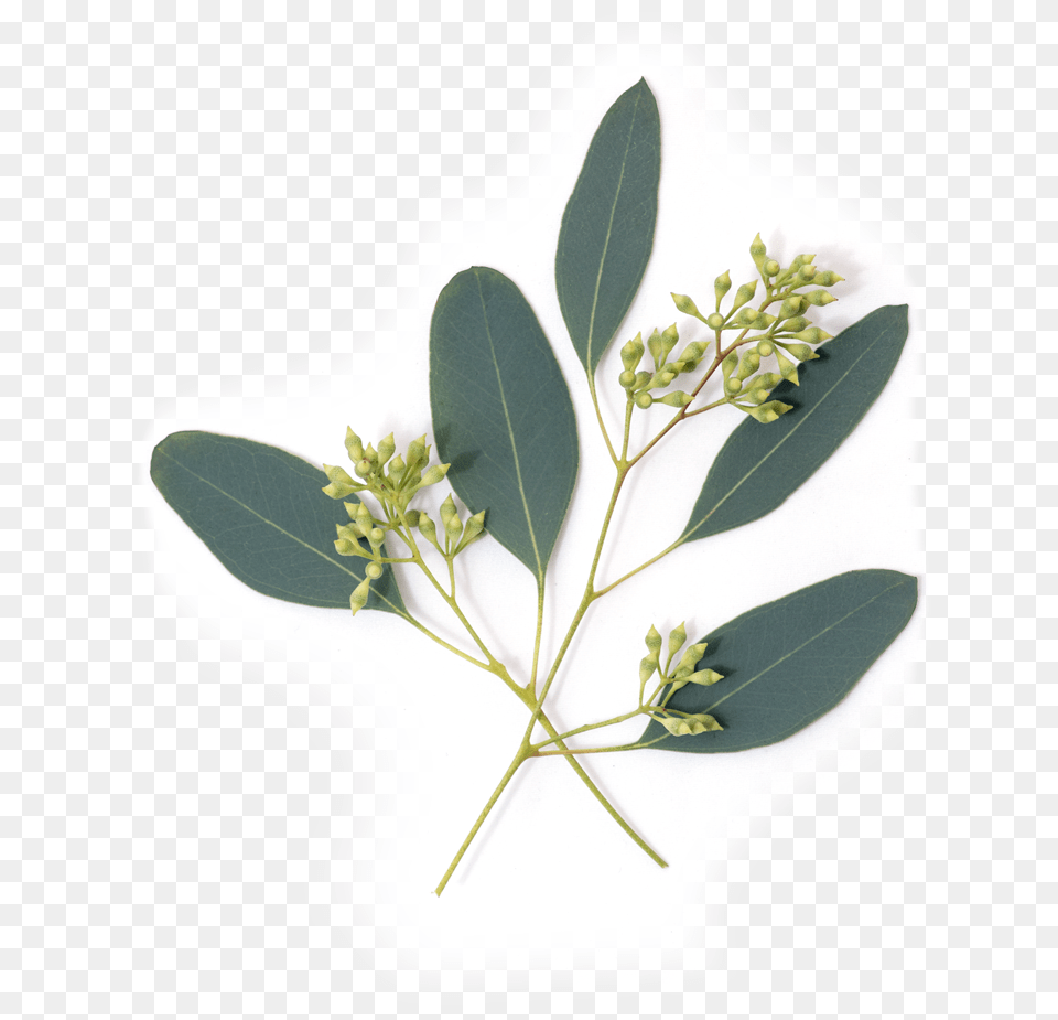 Eucalyptus Plant Eucalyptus Leaves, Leaf, Tree, Herbal, Herbs Free Transparent Png