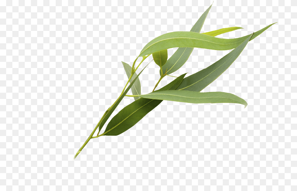 Eucalyptus Polyanthemos Leaf Essential Oil Eucalyptus Herb, Plant, Tree Free Png