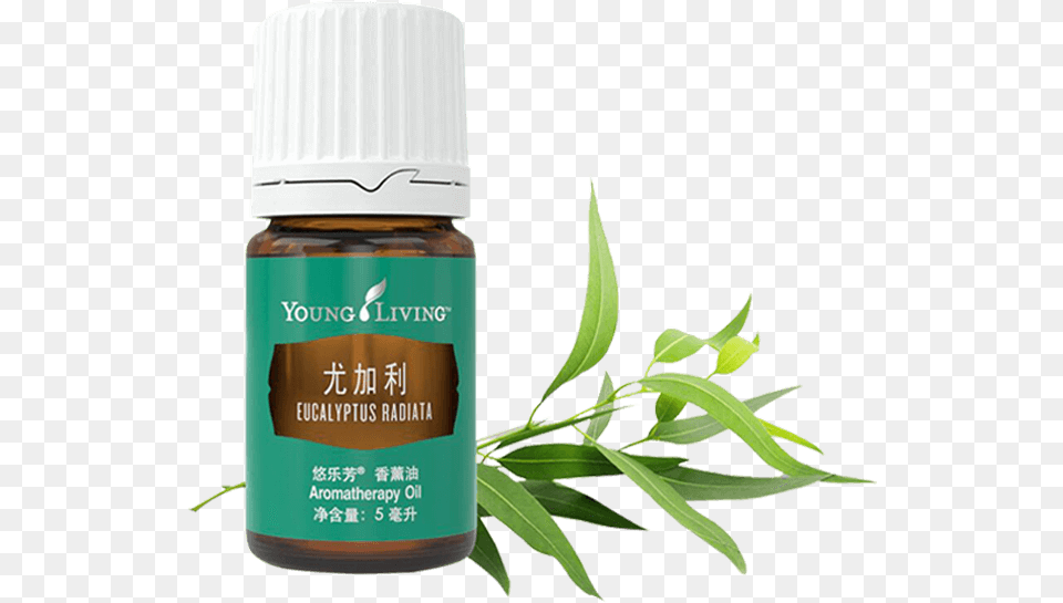 Eucalyptus Radiata Essential Oil Young Living Essential Oil From Australia, Herbal, Herbs, Plant, Bottle Png
