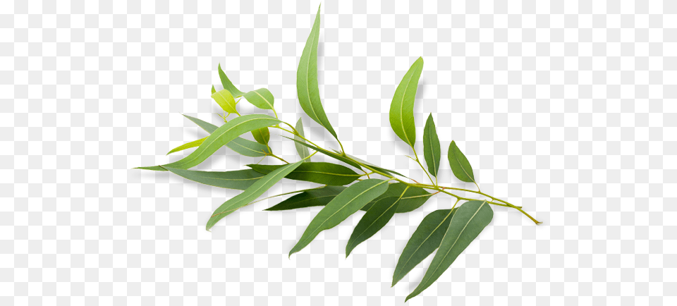 Eucalyptus Radiata Eucalyptus Polybractea Eucalyptus Eucalyptus, Leaf, Plant, Tree, Annonaceae Png Image