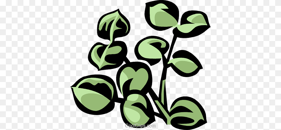 Eucalyptus Royalty Vector Clip Art Illustration, Leaf, Plant, Herbal, Herbs Png Image