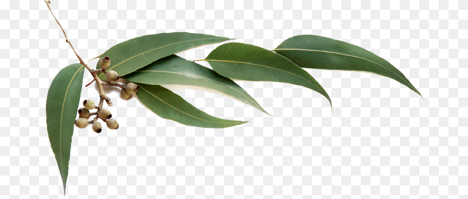 Eucalyptus Someone Eucalyptus Anti Cellulite Kona Coffee Body, Plant, Leaf, Tree, Food Free Transparent Png
