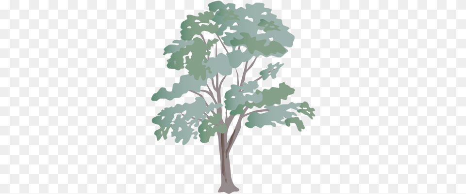 Eucalyptus Spp Cartoon Transparent Eucalyptus Tree, Plant, Art, Oak, Sycamore Png