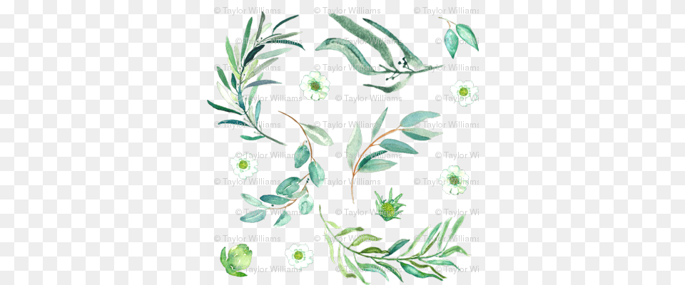 Eucalyptus Sprigs Gum Trees, Herbal, Herbs, Leaf, Plant Png Image