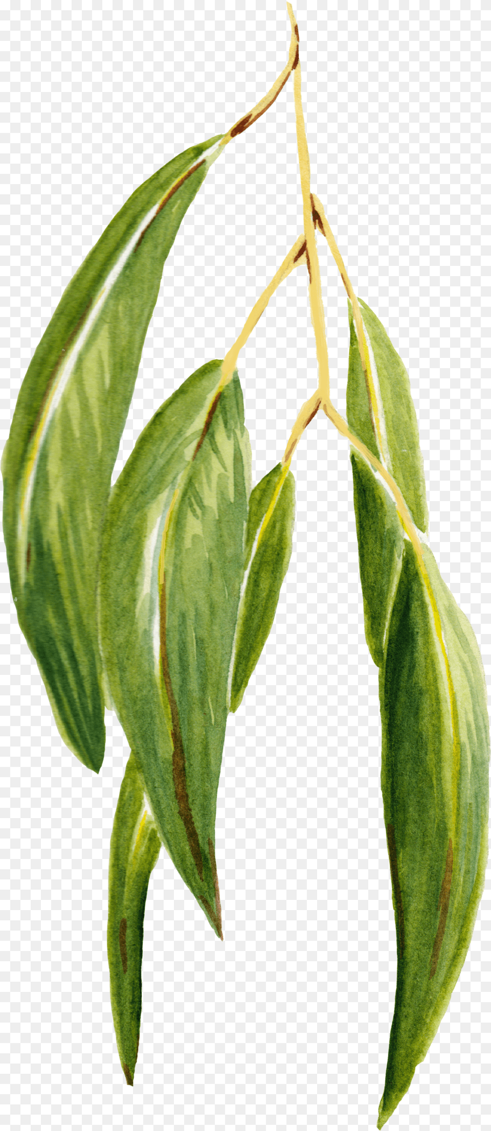 Eucalyptus Tea Plant, Leaf, Tree, Annonaceae, Herbal Png