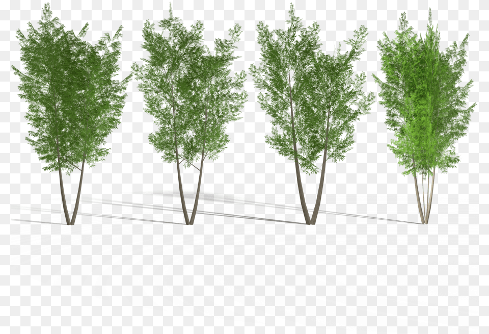 Eucalyptus Tree 2 Royalty 3d Model Pond Pine, Conifer, Plant, Fir, Vegetation Free Png Download
