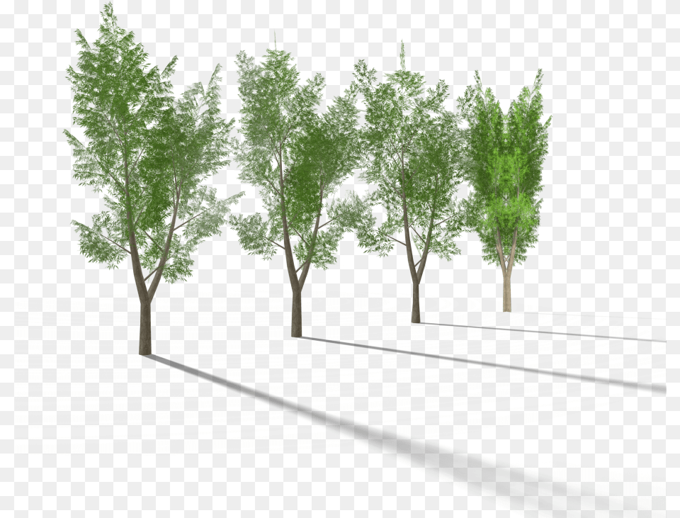 Eucalyptus Tree 3 Royalty 3d Model Pond Pine, Conifer, Plant, Oak, Sycamore Free Png