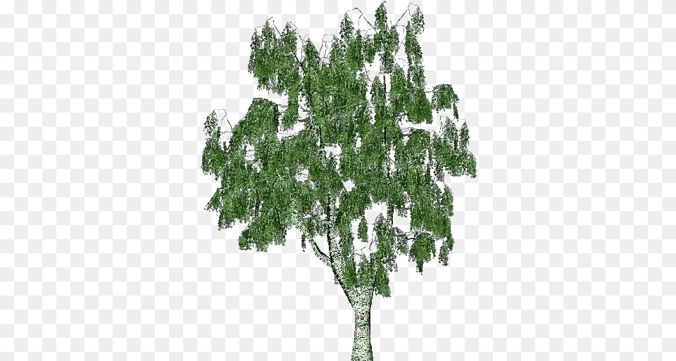 Eucalyptus Tree, Oak, Plant, Sycamore, Conifer Free Transparent Png