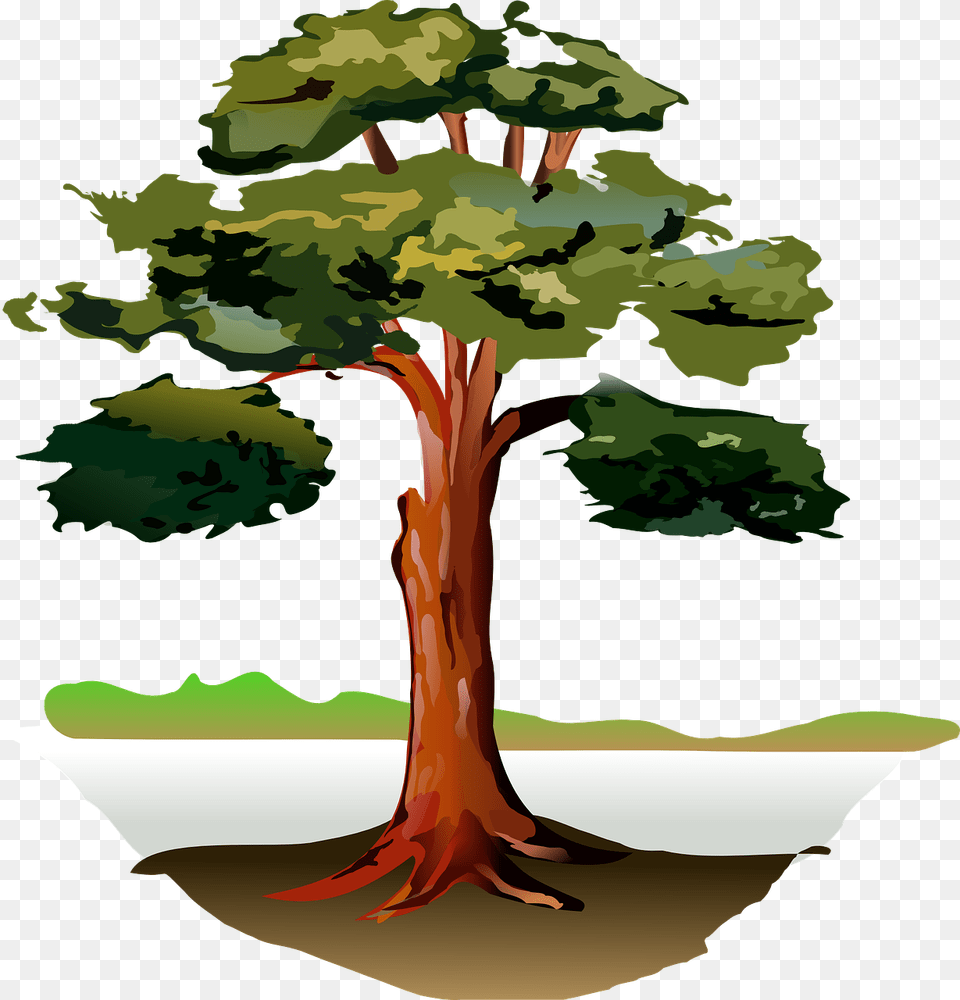 Eucalyptus Tree Clip Art, Plant, Tree Trunk, Vegetation, Person Png