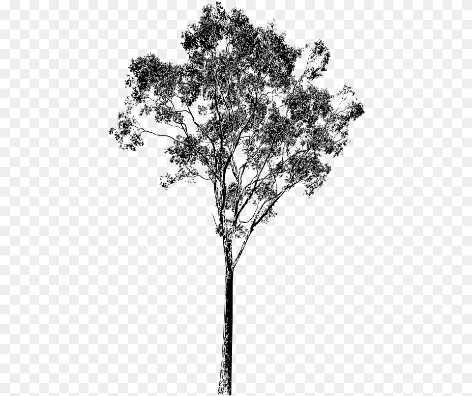 Eucalyptus Tree Drawing At Getdrawings Eucalyptus Gum Tree, Gray Free Png Download