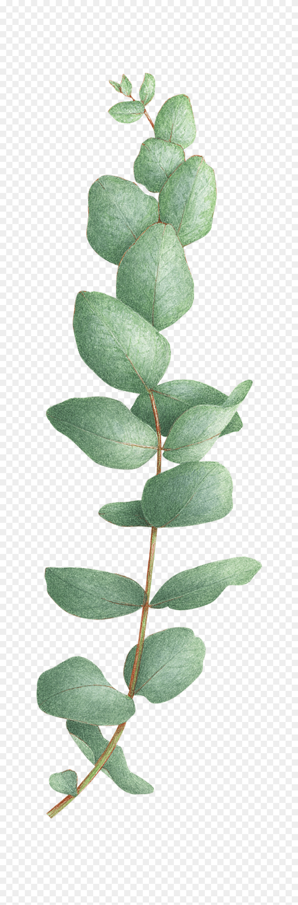 Eucalyptus Tree Eucalyptus Tattoo, Leaf, Plant, Herbs, Herbal Free Png Download