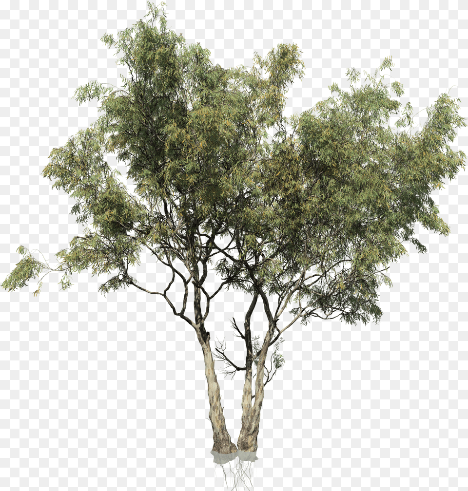 Eucalyptus Tree Eucalyptus Tree Cut Out, Plant, Tree Trunk, Oak, Sycamore Png Image