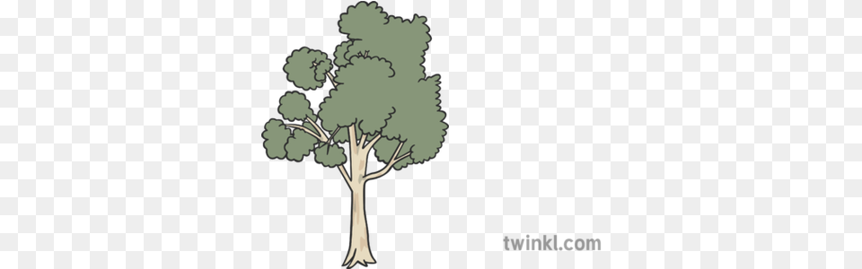 Eucalyptus Tree Illustration Twinkl Twinkl Com Tree, Plant, Art, Cross, Symbol Png Image