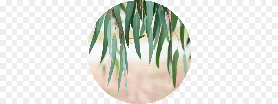 Eucalyptus Tree Tencel Eucalyptus Tree, Leaf, Plant, Photography, Vegetation Png
